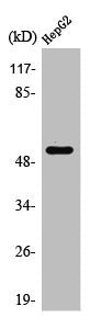 Western Blot analysis of HepG2 cells using PSMD12 Polyclonal Antibody