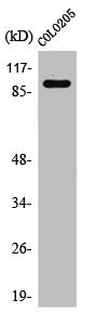 Western Blot analysis of 293 cells using PSMD2 Polyclonal Antibody