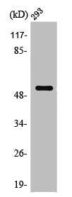 PTEN Antibody – Figure 1 of 3
