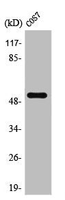 PTEN Antibody – Figure 1 of 1