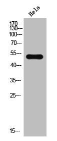 PTEN Antibody – Figure 1 of 3