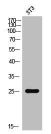 Western Blot analysis of 3T3 cells using Rac1/2/3/CDC42 Polyclonal Antibody