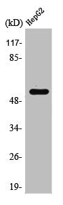 Western Blot analysis of HuvEc cells using Rad23B Polyclonal Antibody