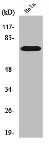 Western Blot analysis of HeLa cells using Raf-1 Polyclonal Antibody