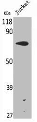 Western Blot analysis of HELA cells using Raf-1 Polyclonal Antibody