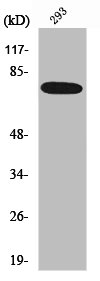 Western Blot analysis of 293 cells using Raf-1 Polyclonal Antibody