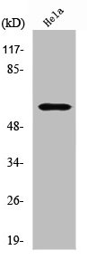 Western Blot analysis of HeLa cells using Raf-B Polyclonal Antibody