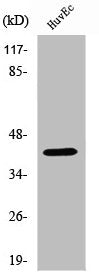 Western Blot analysis of HuvEc cells using RANKL Polyclonal Antibody