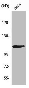 Western Blot analysis of HeLa cells using Rb Polyclonal Antibody