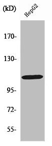 Western Blot analysis of HepG2 cells using Rb Polyclonal Antibody