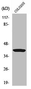 APEX1 Antibody – Figure 1 of 2