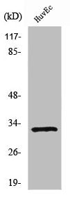 Western Blot analysis of HuvEc cells using Ribosomal Protein S6 Polyclonal Antibody