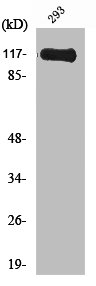 MPRIP Antibody – Figure 1 of 2