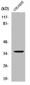 Western Blot analysis of 293 cells using RNF113B Polyclonal Antibody