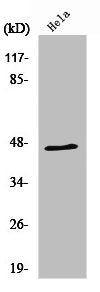 Western Blot analysis of MCF7 cells using RNF130 Polyclonal Antibody