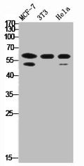 Western Blot analysis of MCF7 HELA NIH-3T3 cells using RORγ Polyclonal Antibody