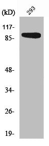 RPS6KA1 Antibody – Figure 1 of 1