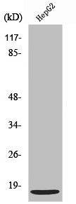 Western Blot analysis of HepG2 cells using SDF-1 Polyclonal Antibody