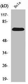 Western Blot analysis of HepG2 cells using SDHA Polyclonal Antibody