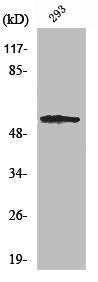 SGK1 Antibody – Figure 1 of 3