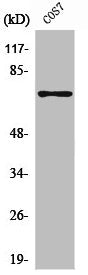 Western Blot analysis of COS7 cells using SH-PTP2 Polyclonal Antibody