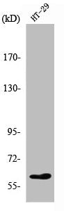 Western Blot analysis of HepG2 cells using Smad2 Polyclonal Antibody