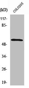 Western Blot analysis of COLO205 cells using Smad2 Polyclonal Antibody