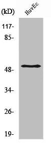 Western Blot analysis of HuvEc cells using Smad3 Polyclonal Antibody
