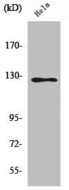 SMG7 Antibody – Figure 1 of 2