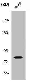 Western Blot analysis of HuvEc cells using SMIT Polyclonal Antibody