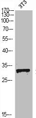 Western Blot analysis of NIH-3T3 cells using SNAI 1 Polyclonal Antibody