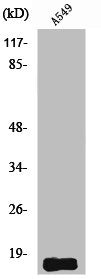 Western Blot analysis of A549 cells using Somatostatin Polyclonal Antibody