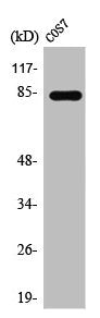 Western Blot analysis of COS7 cells using Stat1 Polyclonal Antibody