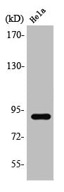 Western Blot analysis of HeLa cells using Stat5 Polyclonal Antibody