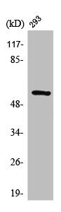 Western Blot analysis of 293 cells using MMP-3 Polyclonal Antibody