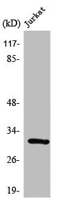 Western Blot analysis of Jurkat cells using SURF-1 Polyclonal Antibody