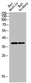 Western Blot analysis of RAT-MUSCLE RAT-KIDNEY cells using SYP Polyclonal Antibody