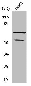 Western Blot analysis of COLO205 cells using SYT Polyclonal Antibody