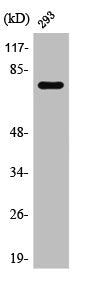 Western Blot analysis of HepG2 cells using Tau Polyclonal Antibody
