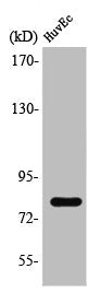 Western Blot analysis of HuvEc cells using Tau Polyclonal Antibody