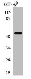 Western Blot analysis of 293 cells using TDE1 Polyclonal Antibody