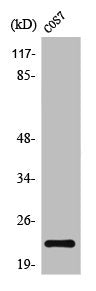 LTA Antibody – Figure 1 of 1