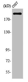 Western Blot analysis of COS7 cells using Topo IIα Polyclonal Antibody
