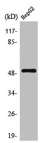 Western Blot analysis of HepG2 cells using TPH1 Polyclonal Antibody