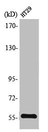 Western Blot analysis of HT29 cells using TrxR2 Polyclonal Antibody