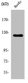 Western Blot analysis of HuvEc cells using UBE3C Polyclonal Antibody