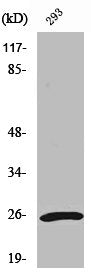 Western Blot analysis of 293 cells using UCH-L1 Polyclonal Antibody