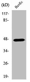 Western Blot analysis of COS7 cells using VASP Polyclonal Antibody