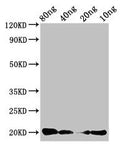 Western Blot
Positive WB detected in Recombinant protein
All lanes: CALCA antibody at 3µg/ml
Secondary
Goat polyclonal to rabbit IgG at 1/50000 dilution
Predicted band size: 20 kDa
Observed band size: 20 kDa