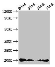 Western Blot
Positive WB detected in Recombinant protein
All lanes: CALCA antibody at 3µg/ml
Secondary
Goat polyclonal to rabbit IgG at 1/50000 dilution
Predicted band size: 20 kDa
Observed band size: 20 kDa